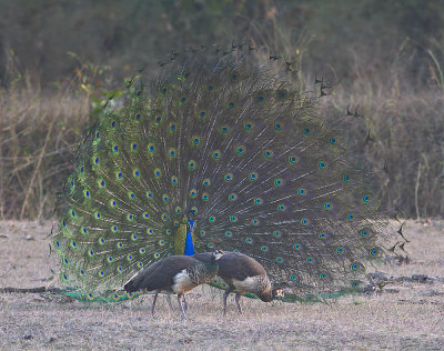 Indian Peacock