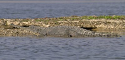  Gharial