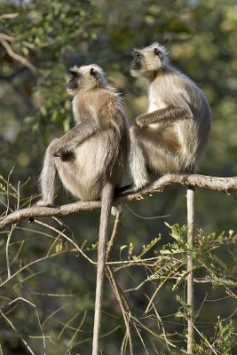 Grey Langur