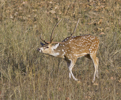 Chital buck (Spotted Deer)