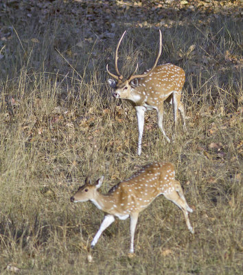 Chital buck (Spotted Deer)