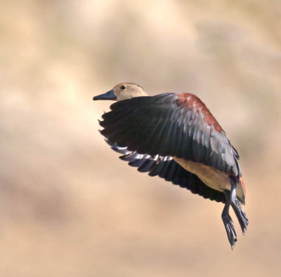 Lesser Whistling Duck