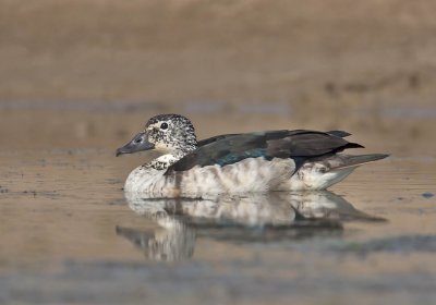 Comb Duck (female)