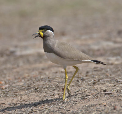 Yellow-wattled Lapwing