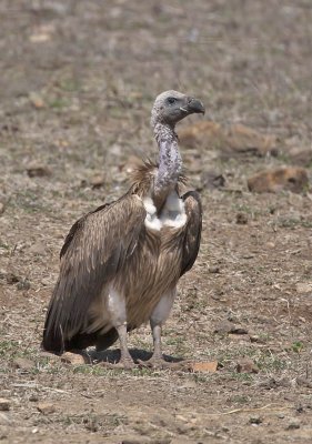 Slender-billed Vulture