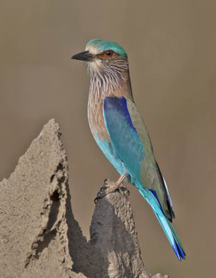 Indian Roller