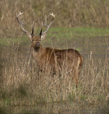 Swamp Deer stag