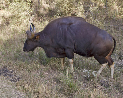 Gaur