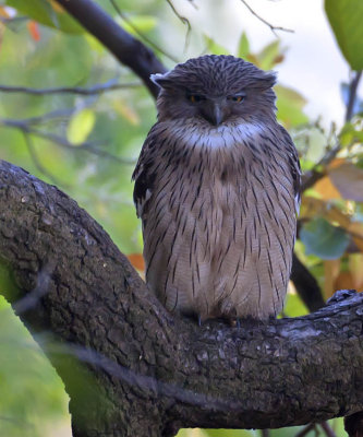 Brown Fish Owl