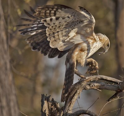 Changeable Hawk Eagle