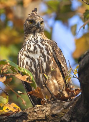 Changeable Hawk Eagle