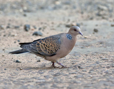 Oriental Turtle Dove