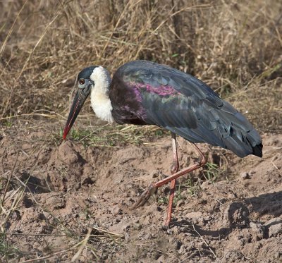 Woolly-necked Stork