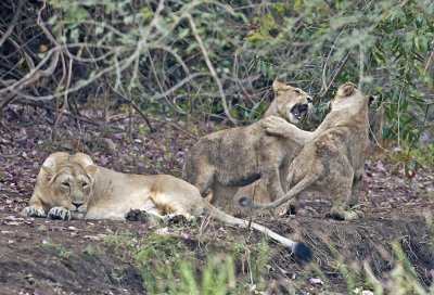 Asiatic Lions