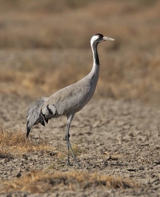 Common Crane