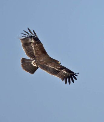 Greater Spotted Eagle