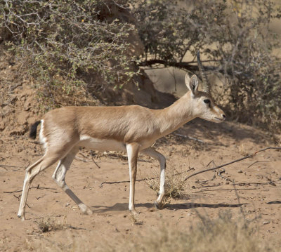 Indian Gazelle