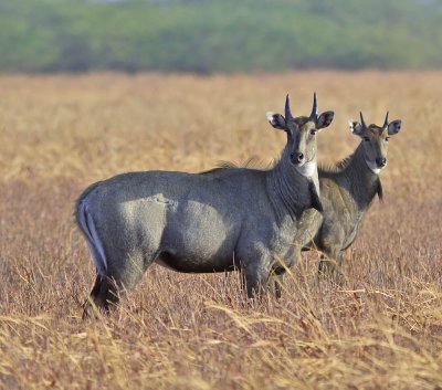 Nilgai (Blue Bull)