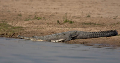 Gharial