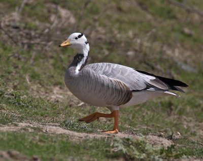 Bar-headed Goose