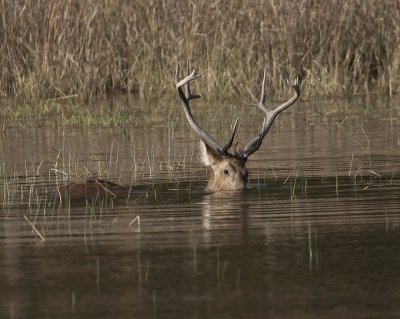 Swamp Deer stag feeding
