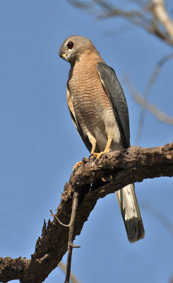 Shikra