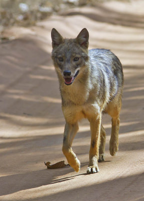 Golden Jackal