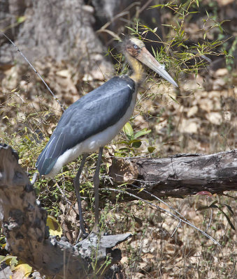 Lesser Adjutant