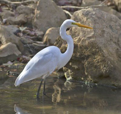 Great White Egret