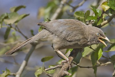 Jungle Babbler