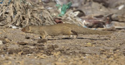 Small Indian Mongoose