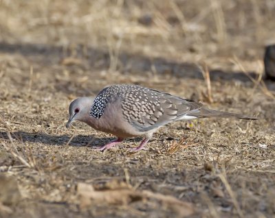 Spotted Dove