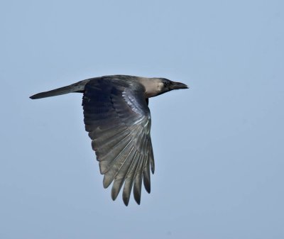 House Crow