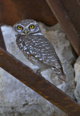 Spotted Owlet