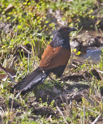 Greater Coucal