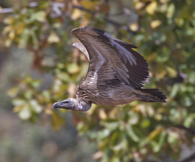 Slender-billed Vulture