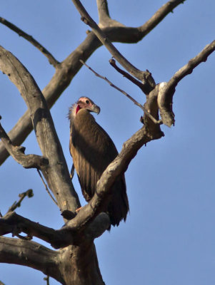 Red-headed Vulture