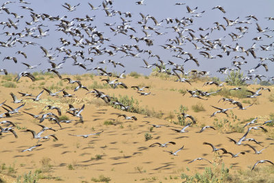 Demoiselle Cranes