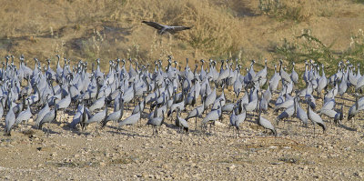 Demoiselle Cranes