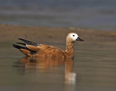 Ruddy Shelduck