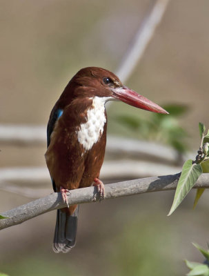 White-throated Kingfisher 