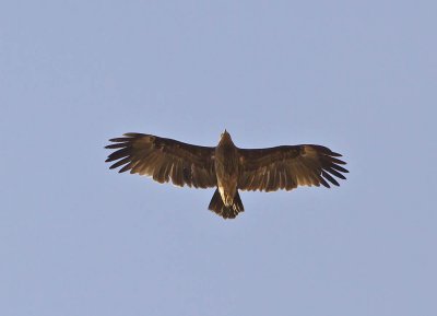 Indian Spotted Eagle