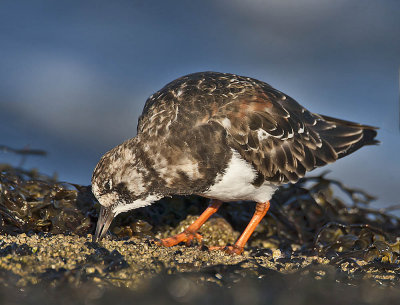 Turnstone