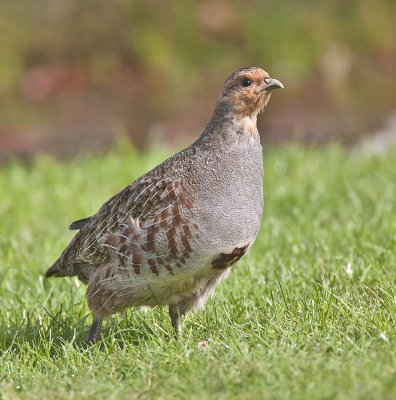 Grey Partridge (female)