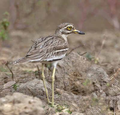 Eurasian Thicknee