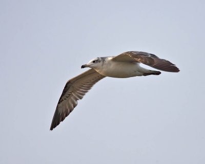 Pallas's Gull