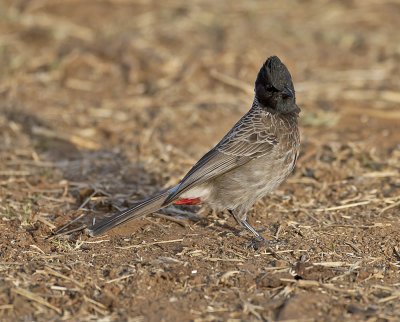 Red-vented Bulbul