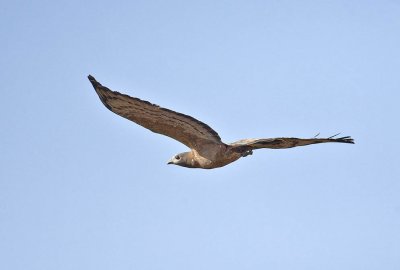 Oriental Honey-buzzard