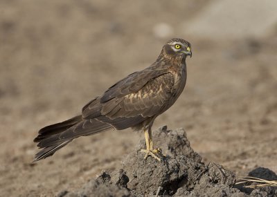 Montagu's Harrier