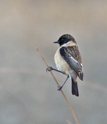 Siberian Stonechat (male)